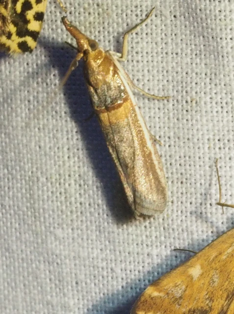 Etiella zinckenella - akácmoly