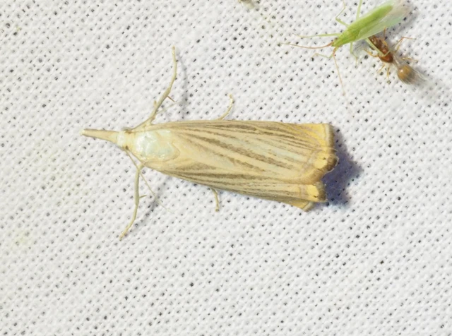 Chrysoteuchia culmella - kerti fűgyökérmoly