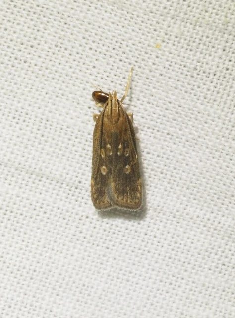 Helcystogramma