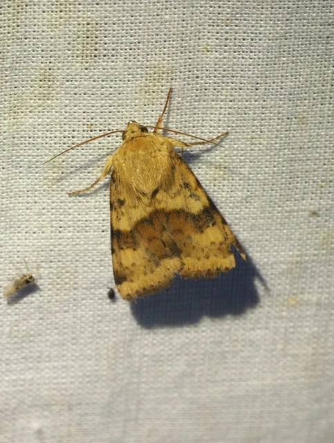 Heliothis viriplaca - mácsonyabagoly