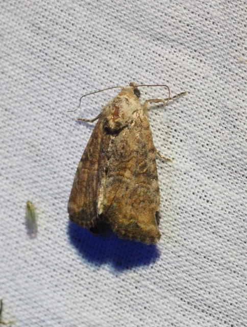 Mesoligia furuncula - kétszínű dudvabagoly