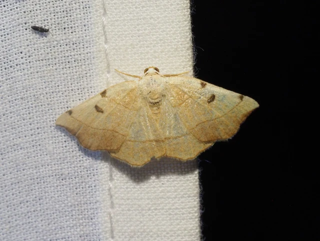 Eilicrinia trinotata - háromjegyű araszoló