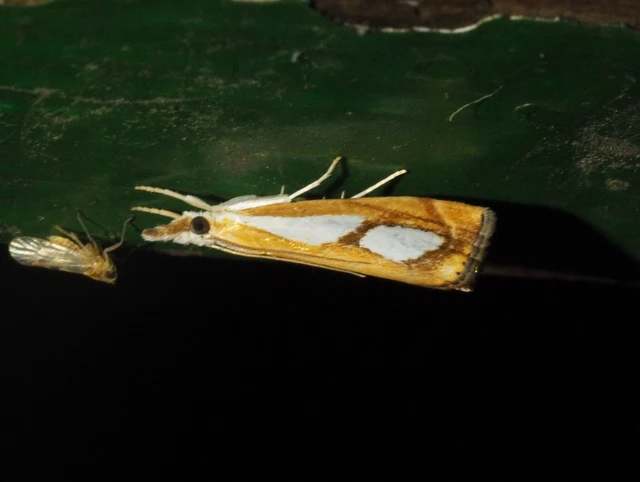 Catoptria