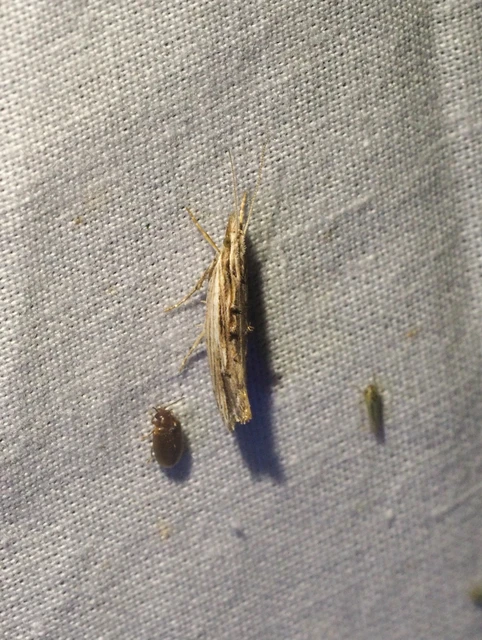 Ypsolopha scabrella - körtelevél-tarkamoly