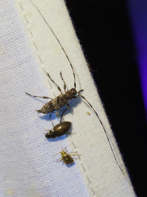 Acanthocinus griseus - szürke daliáscincér