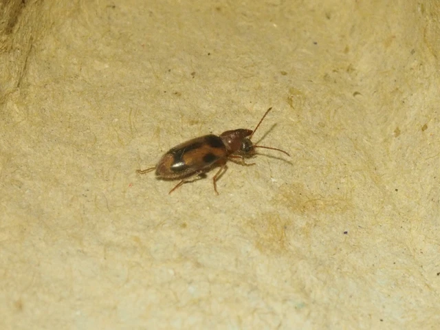 Notoxus appendicinus - déli nyakszarvúbogár