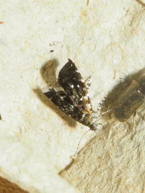 Choreutidae - levélmolyfélék