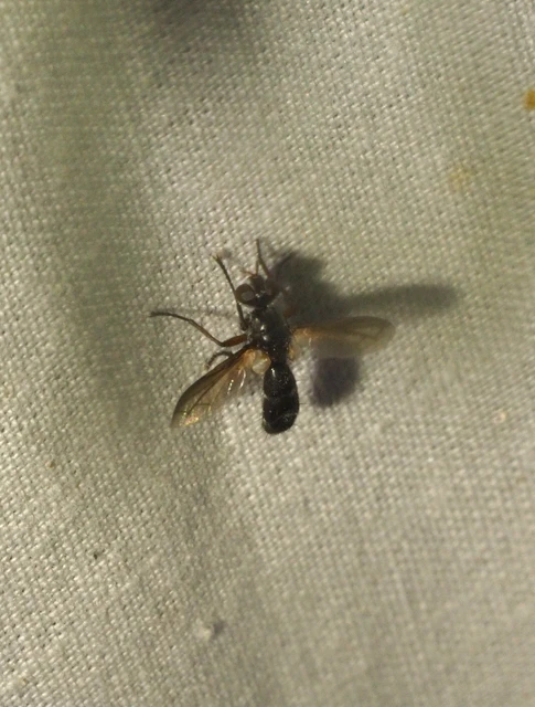 Cylindromyia rufipes