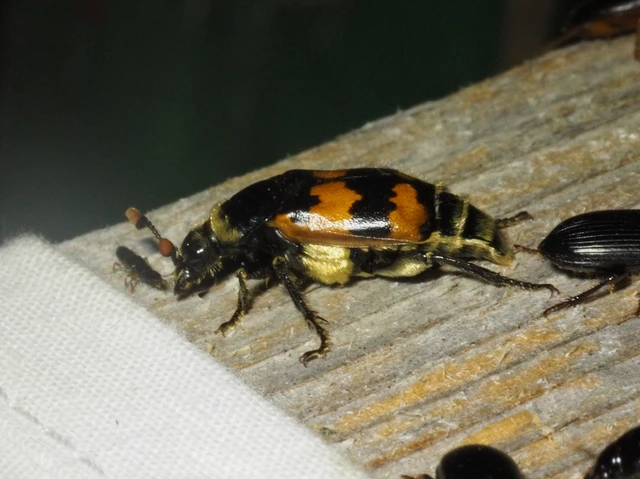 Nicrophorus vespillo - közönséges temetőbogár