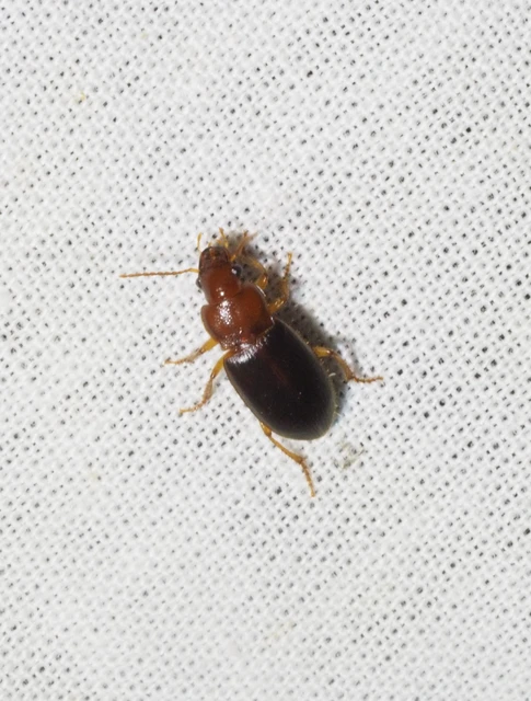 Ophonus rufibarbis - közönséges bársonyfutó