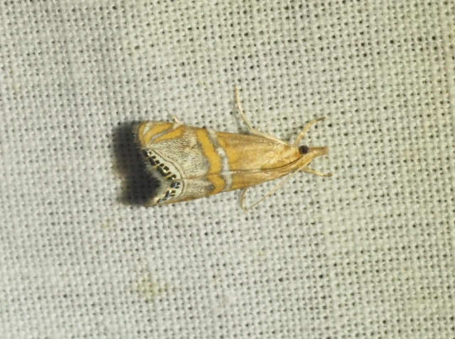 Euchromius bella - cifra mozaikmoly
