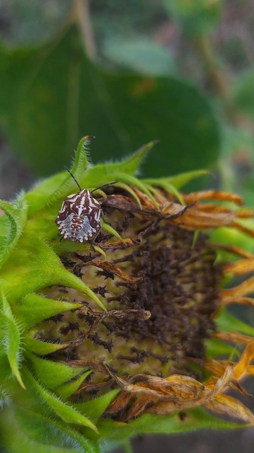 Carpocoris Carpocoris