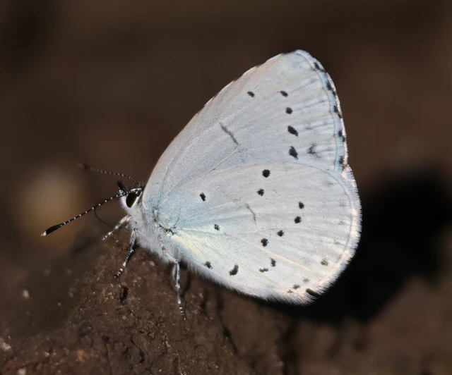 Celastrina argiolus - bengeboglárka