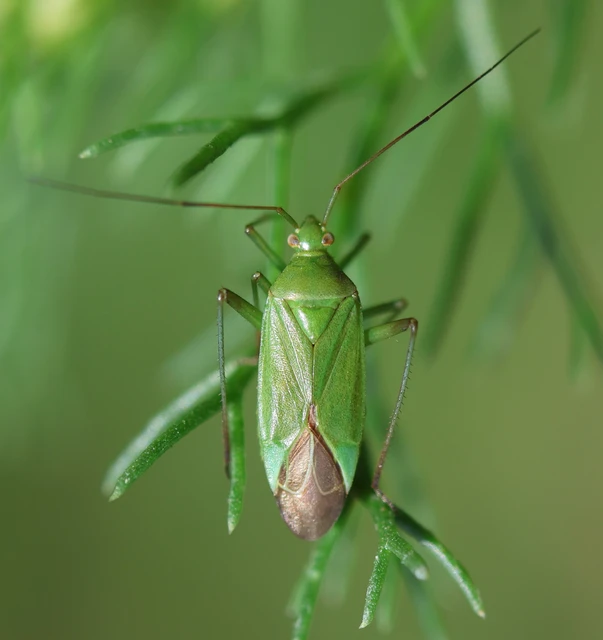 Calocoris affinis Calocoris affinis