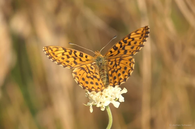 Boloria dia - kis gyöngyházlepke