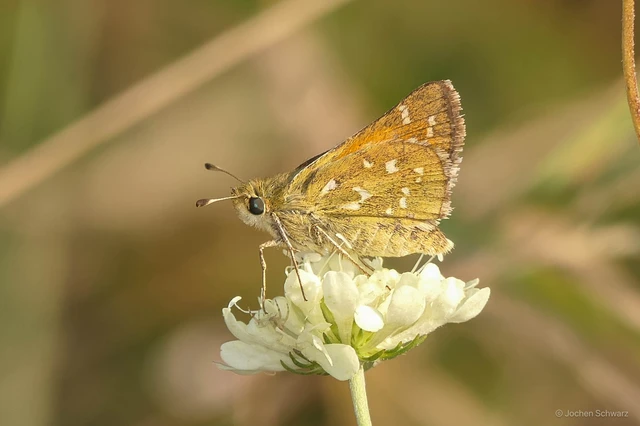 Hesperia comma - vesszős busalepke