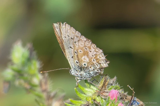 Polyommatus coridon - ezüstkék boglárka