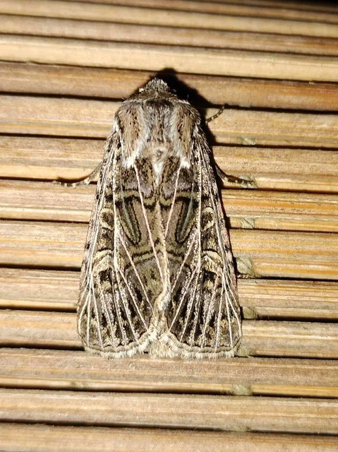 Tholera decimalis - közönséges fésűsbagoly