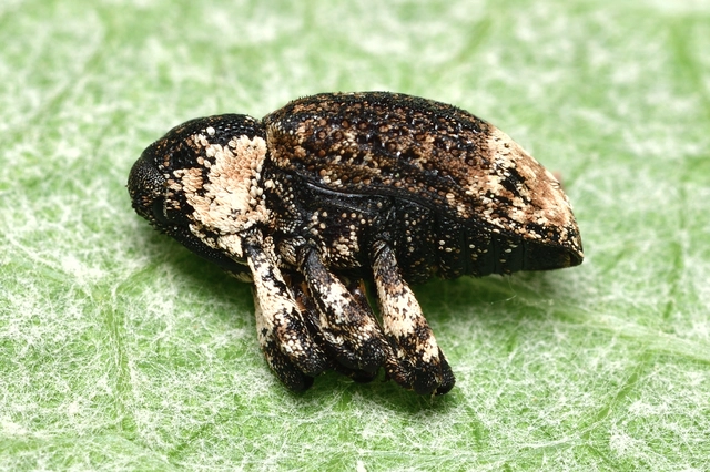 Cryptorhynchus lapathi - tarka fűzormányos