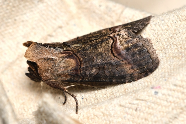 Abrostola triplasia - közönséges csalánbagoly