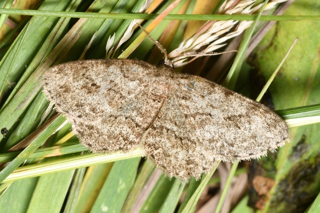 Ectropis crepuscularia - avararaszoló