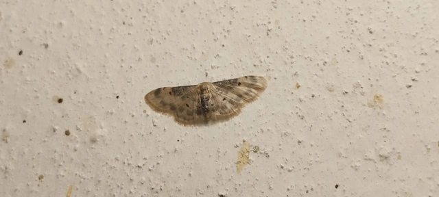 Idaea filicata - sötéttövű apróaraszoló