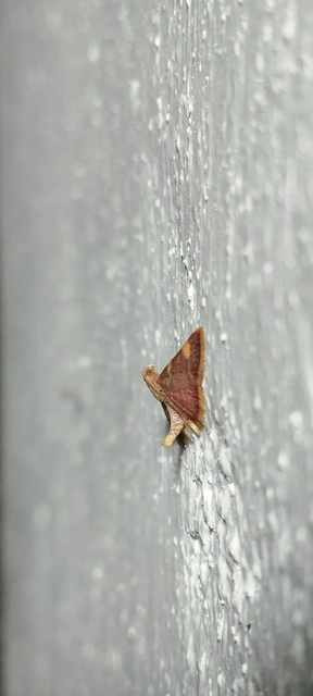 Hypsopygia costalis - szénailonca