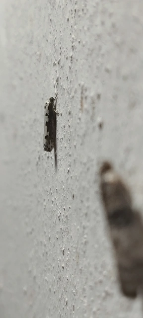 Ethmia
