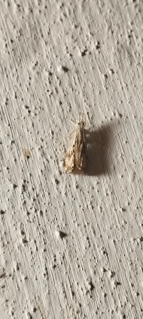 Catoptria falsella - hálós fűgyökérmoly