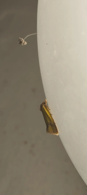 Agapeta zoegana - barnacsíkos sárgamoly