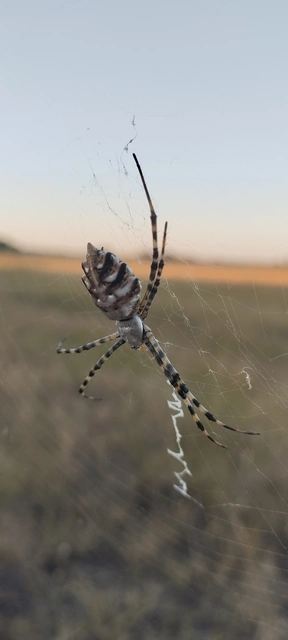 Argiope lobata - karéjos keresztespók