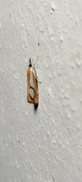 Catoptria