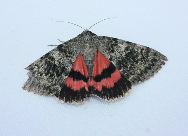 Catocala elocata - közönséges övesbagoly