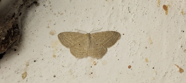 Scopula virgulata - vesszős sávosaraszoló