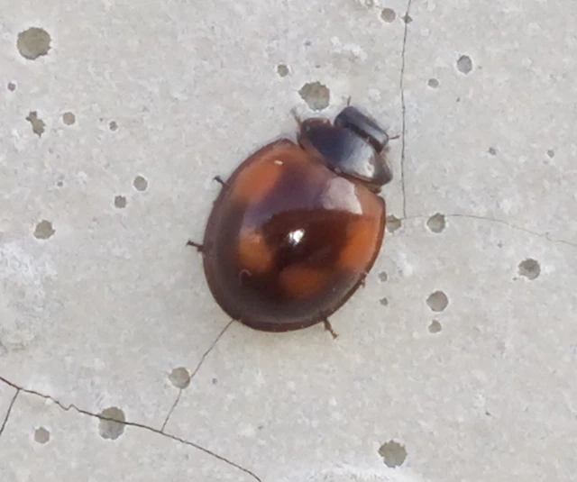 Exochomus quadripustulatus - négyfoltos szerecsenkata