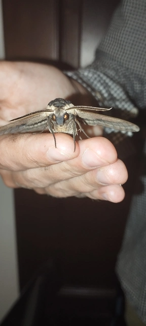 Sphinx ligustri - fagyalszender