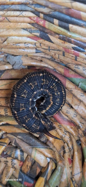 Agrius convolvuli - szulákszender