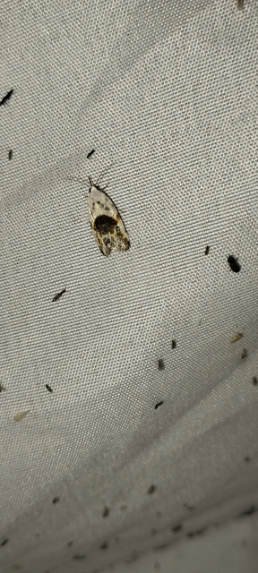 Ponometia candefacta - parlagfűbagoly
