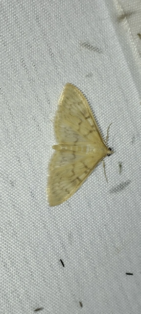 Patania ruralis - csalánevő tűzmoly