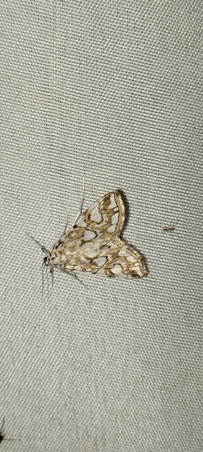 Elophila nymphaeata - tarka vízimoly