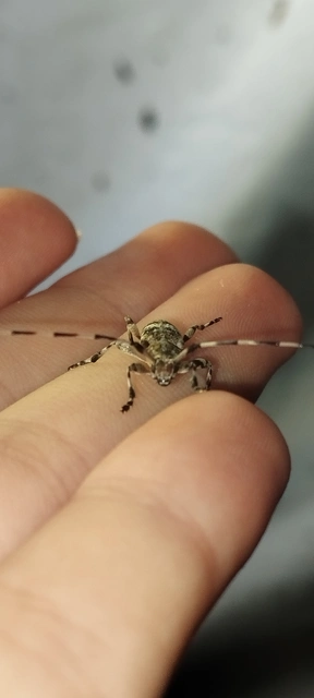 Acanthocinus griseus - szürke daliáscincér