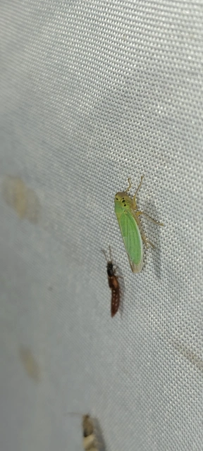 Cicadella viridis - méregzöld kabóca
