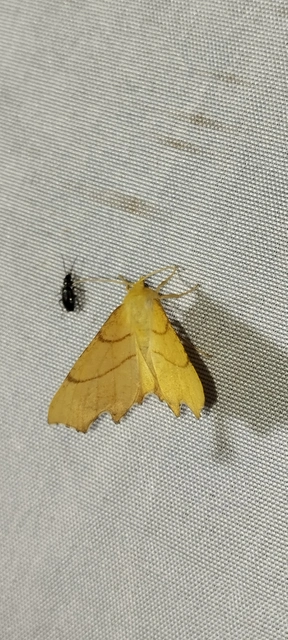Ennomos erosaria - hársfa-levélaraszoló