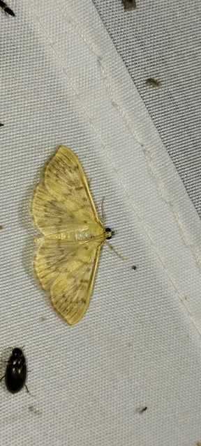 Patania ruralis - csalánevő tűzmoly