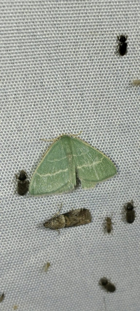 Chlorissa viridata/cloraria