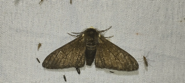 Biston betularia - szürkepettyes araszoló