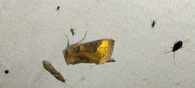 Diachrysia chrysitis - aranybagoly