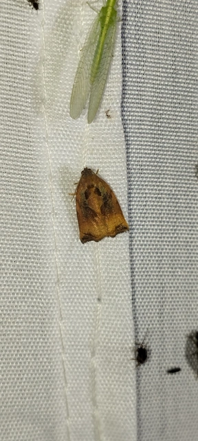 Archips podana - dudvarágó sodrómoly