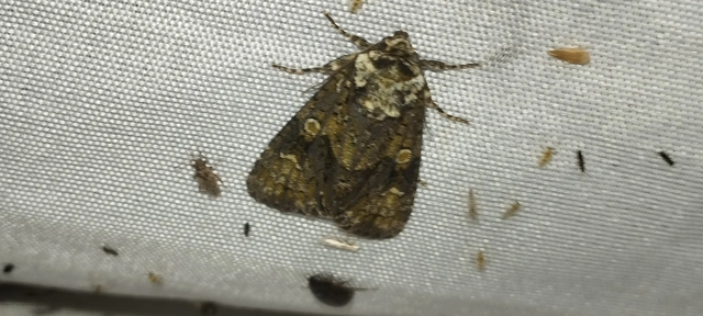 Craniophora ligustri - fagyalbagoly
