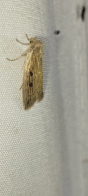 Chilodes maritima - négyfoltos nádibagoly